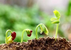 土壤测试仪保障土壤施肥效率