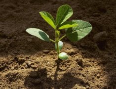 188bet体育b测土仪器帮助测定土壤养分