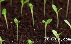 土壤养分速测仪的使用助力农作物增产